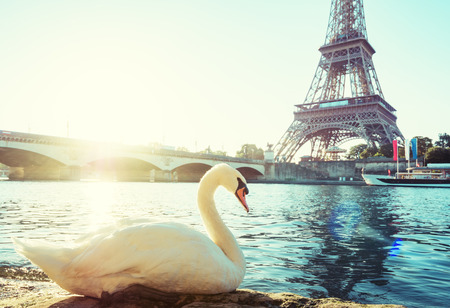 white swan and Eiffel tower, Paris. Franceの写真素材
