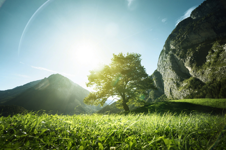 Idyllic landscape in the Alps, tree, grass and mountains, Switzerlandの写真素材