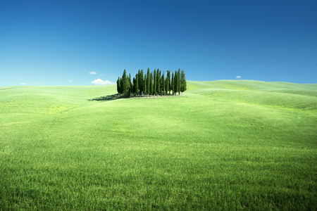 Group of cypresses and sunny day, Tuscany, Italyの写真素材