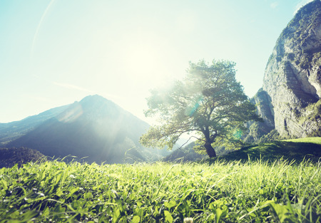 Idyllic landscape in the Alps, tree, grass and mountains, Switzerlandの写真素材