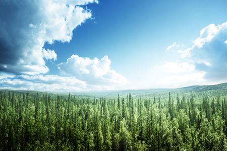 fir tree forest in sunny dayの写真素材