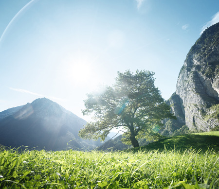 Idyllic landscape in the Alps, tree, grass and mountains, Switzerlandの写真素材