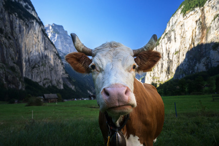 Cow, Alps. Jungfrau region, Switzerlandの写真素材