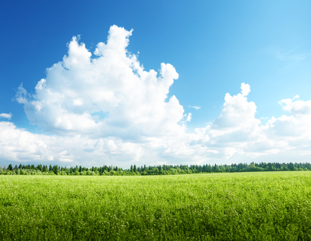 field of grass and perfect skyの写真素材