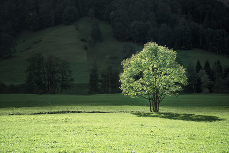  tree on mountain field, Lauterbrunnen, Switzerlandの写真素材