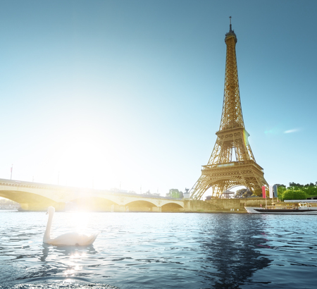 white swan and Eiffel tower, Paris. Franceの写真素材