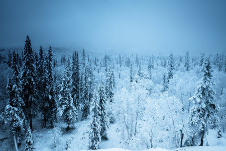 forest in winter seasonの写真素材