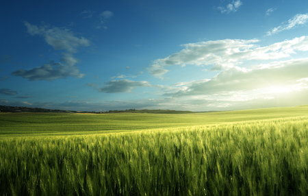 Green field of wheat in Tuscany, Italyの写真素材