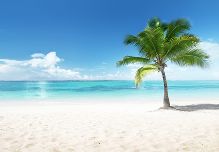 Palm on the beachの写真素材