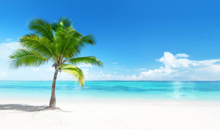Palm on the beachの写真素材