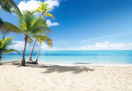 Caribbean sea and coconut palmsの写真素材