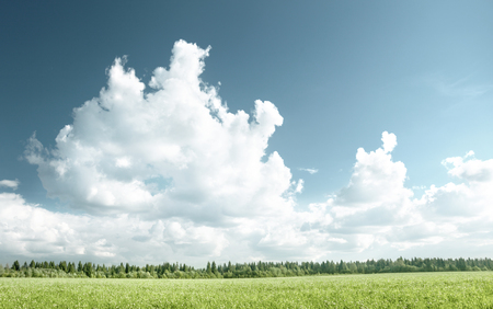 field of grass and perfect skyの写真素材