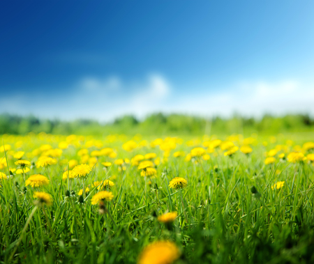 field of spring flowers and perfect skyの写真素材