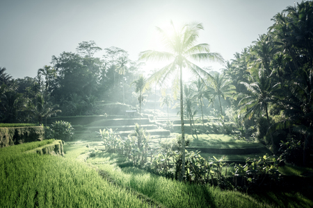 Tegalalang rice terrace, Bali, Indonesiaの写真素材