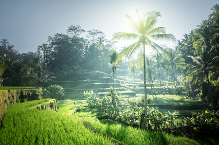 Tegalalang rice terrace, Bali, Indonesiaの写真素材