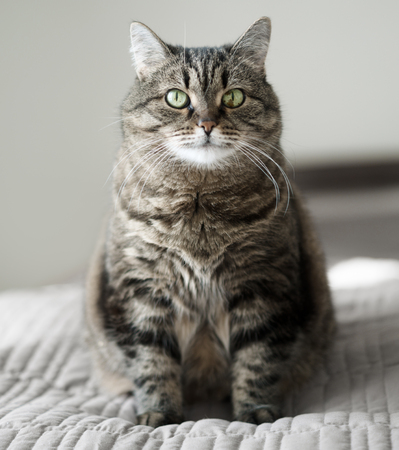 cat in sunny room on the bedの写真素材