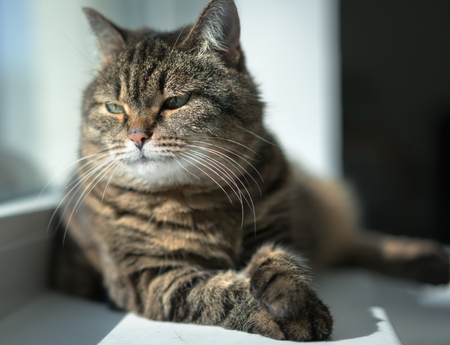 serious cat relaxed on the windowの写真素材