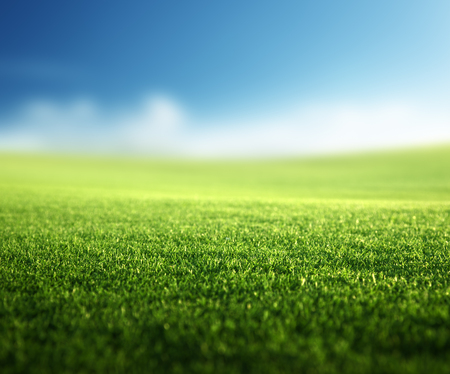 field of spring grass (shallow DOF)の写真素材