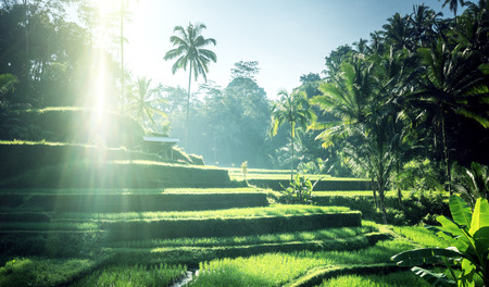 Tegalalang rice terrace, Bali, Indonesiaの写真素材