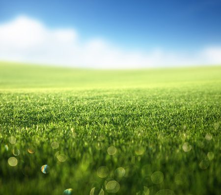 field of spring grass (shallow DOF)の写真素材