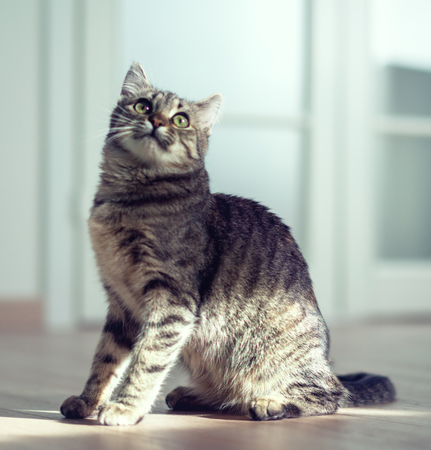 kitten in sport timeの写真素材