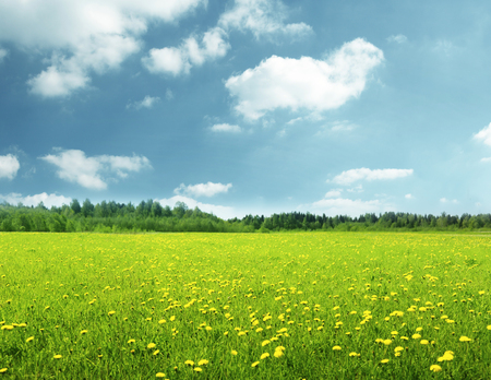 field of spring flowers and perfect skyの写真素材