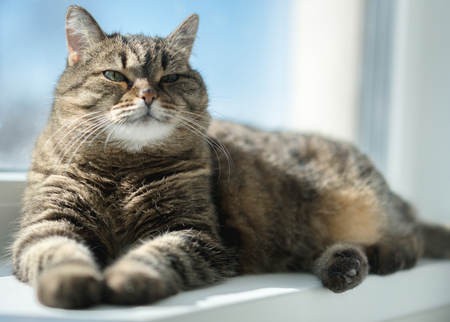 serious cat relaxed on the windowの写真素材