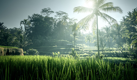 Tegalalang rice terrace, Bali, Indonesiaの写真素材