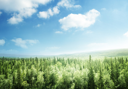 forest in sunset timeの写真素材