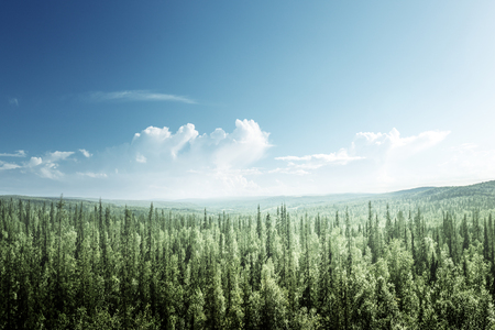 fir tree forest in sunny dayの写真素材