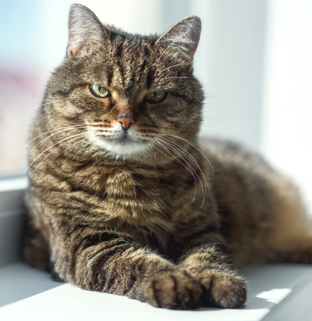 serious cat relaxed on the windowの写真素材