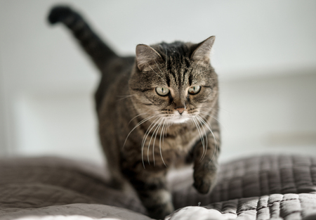 cat in sunny room on the bedの写真素材