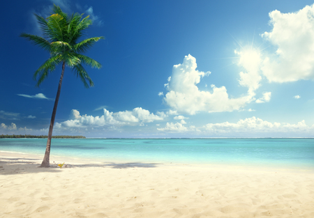palm and beachの写真素材