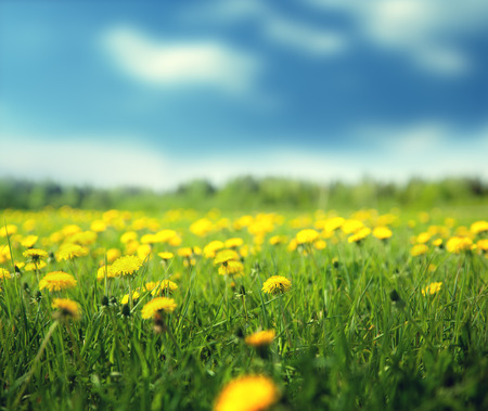 field of spring flowers and perfect skyの写真素材