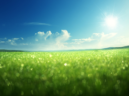 morning wet grass and perfect skyの写真素材