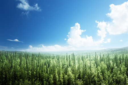 fir tree forest in sunny dayの写真素材