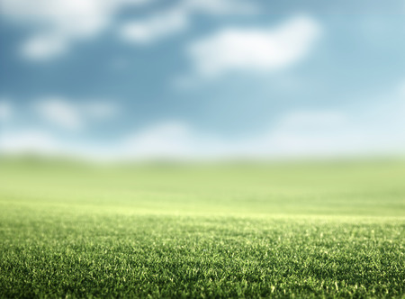 field of spring grass (shallow DOF)の写真素材
