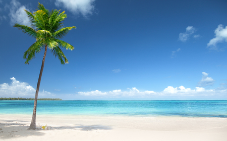 palm and beachの写真素材