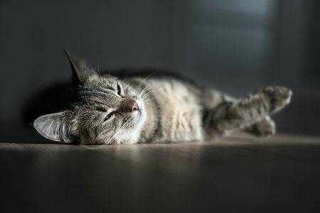 kitten rest in sunny roomの写真素材