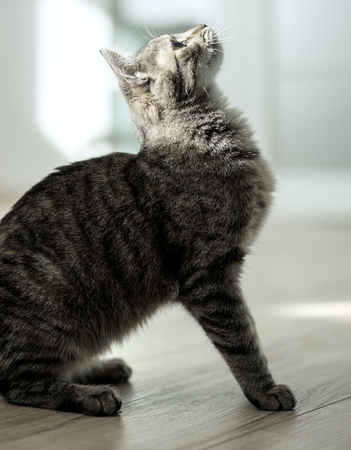 kitten in sport timeの写真素材