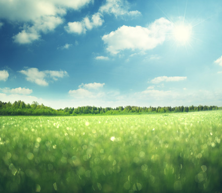 morning wet grass and perfect skyの写真素材