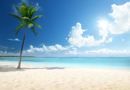 palm and beachの写真素材