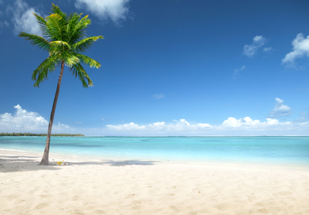 palm and beachの写真素材