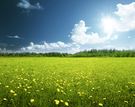 field of spring flowers and perfect skyの写真素材