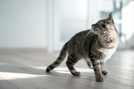 kitten in sport timeの写真素材