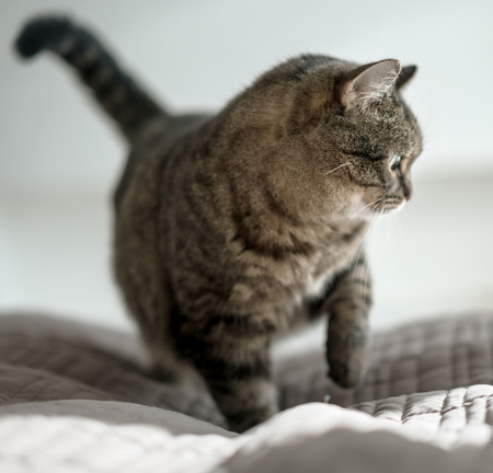 cat in sunny room on the bedの写真素材