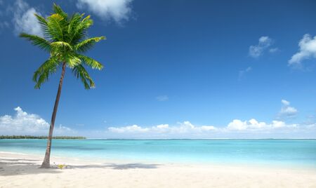 palm and beachの写真素材