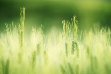 barley field in sunset timeの写真素材