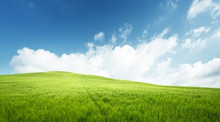 field of grass and perfect blue skyの写真素材