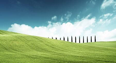 field of grass and perfect blue skyの写真素材